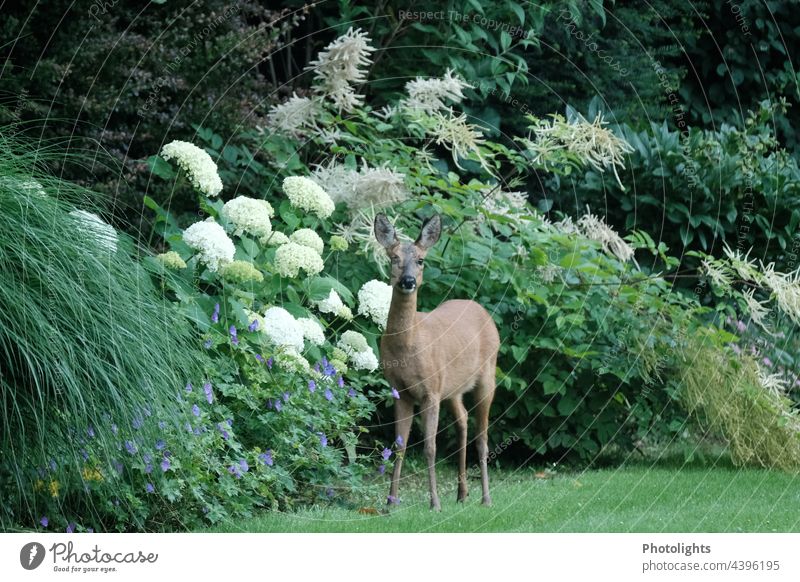 Watchful deer strays into a garden and stands in front of a bed of hydrangeas, cranesbill and various shrubs Roe deer Wild Garden Wild animal Lost Exterior shot