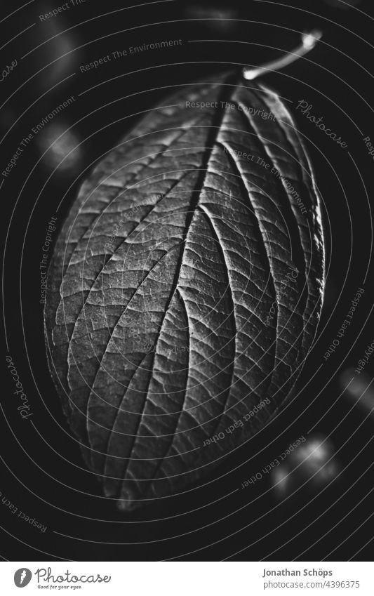 sheet close up dark black and white Close-up Dark Black & white photo black-and-white high contrast somber Artistic Noble Plant fine Nature Exterior shot