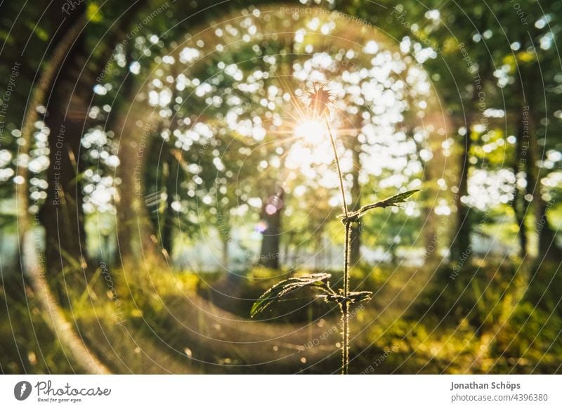 Plant backlit close up in forest with light reflections Back-light Close-up Forest Wild plant Medicinal plant Nature Green Exterior shot Colour photo Day