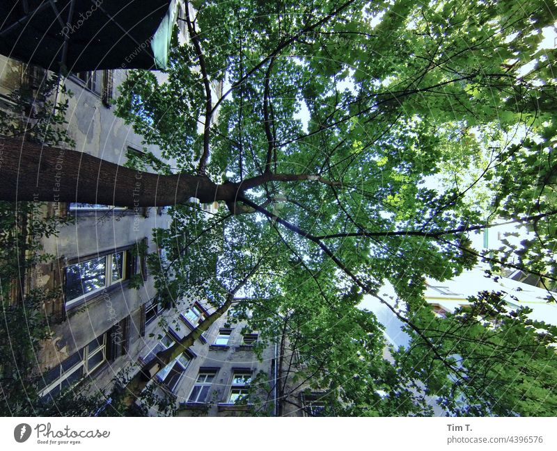 View upwards in a Berlin backyard with tree Tree Backyard Schönhauser Allee Prenzlauer Berg Downtown Capital city Old town Deserted Building Day Town