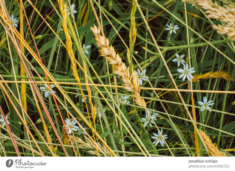 Grasses and flowers wildly mixed Meadow Close-up macro Wild Straw Nature Garden Plant Blossom Green Flower pretty Glade Pattern mazy naturally Wild plant Lawn