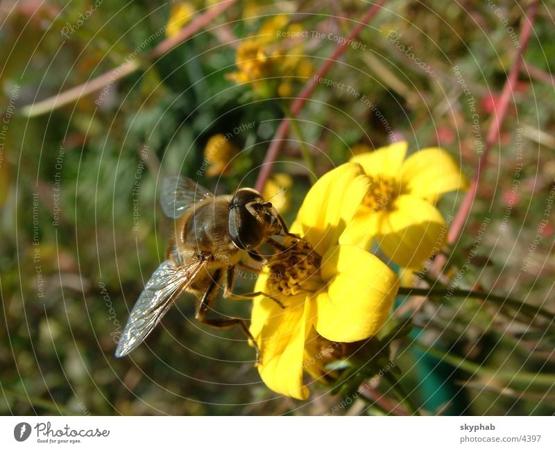 Myiatropa florea Bee Flower Transport hoverfly Macro (Extreme close-up)