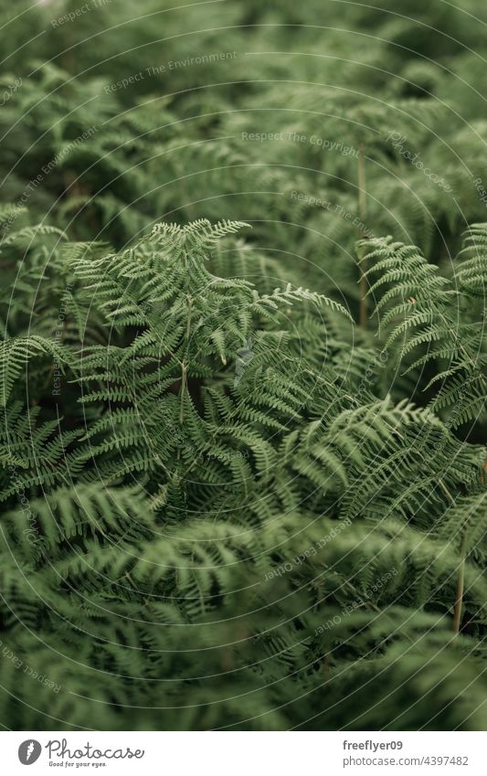 Wild ferns forest in Galicia, Spain wild understory galicia spain nature copy space moody environment leaves foliage garden flora outdoor green background