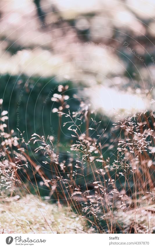 dry grass Summer grass Grass Wind Whisper summer meadow summer wind haiku wind noise Hissing Noise Tuft of grass blades of grass Flower of grass Grass meadow