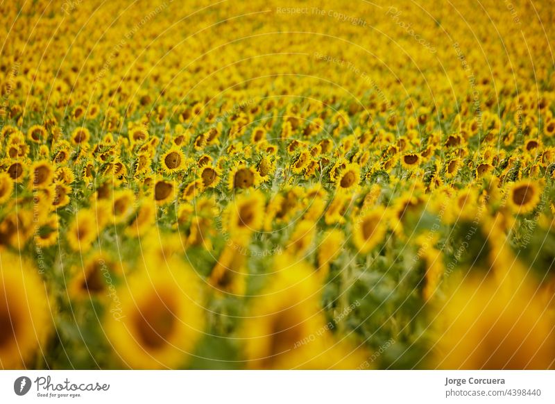 Background of colorful sunflowers from a farm Sunflower background Yellow pretty macro naturally Nature object Orange Organic over Pattern Blossom leave Round
