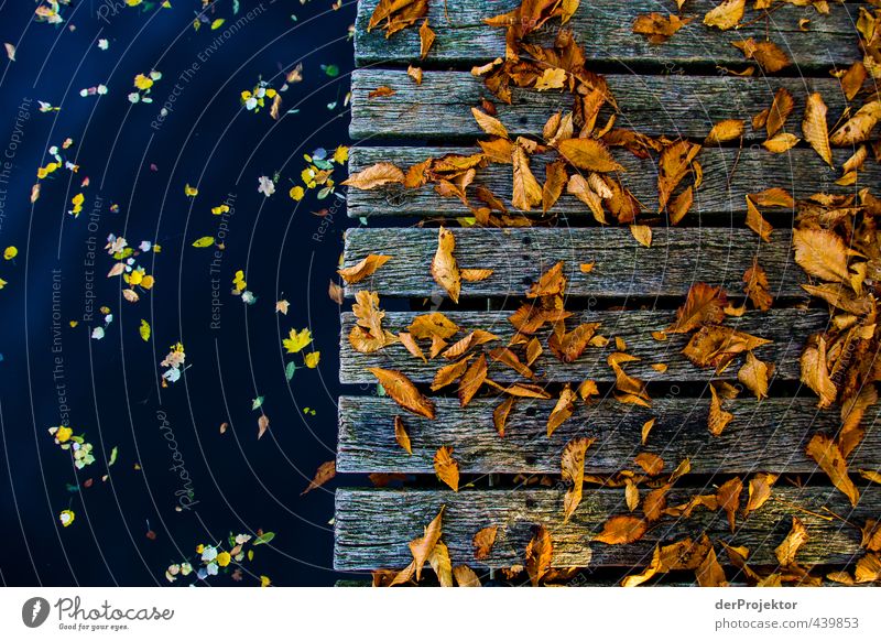 Autumn leaves on wood and water Environment Nature Landscape Water Climate Beautiful weather Tree Leaf Island Emotions Joie de vivre (Vitality) Anticipation