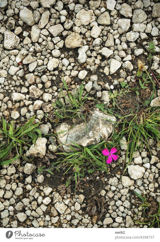 A kind of carnation Close-up Detail Blossom Flower Wild plant Delicate Small Beautiful weather Summer Growth naturally Exterior shot Plant Nature Violet purple