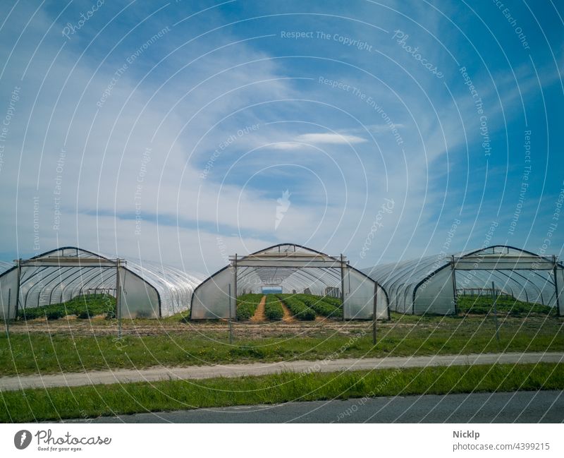 Three greenhouses (foil tunnels) with strawberry plants against blue sky with clouds Agricultural product Agriculture agrarian strawberry field Strawberry