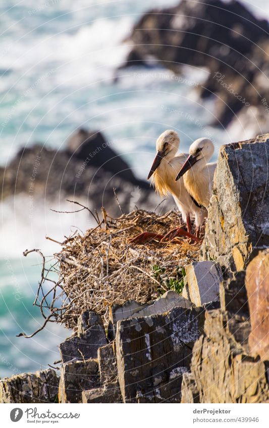 Storks nest on rocks - Portugal 2013 Environment Nature Landscape Animal Elements Summer Rock Coast Ocean Wild animal Bird Baby animal Esthetic Athletic