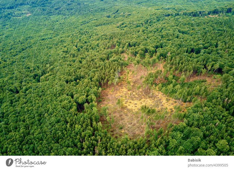 Nature landscape of pine trees, bird eye view forest beautiful summer background nature abstract aerial green aerial view backdrop beauty belarus ecosystem