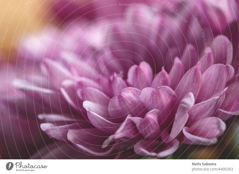 Chrysanthemum flower as a background close up. Purple Chrysanthemum in autumn. Chrysanthemum wallpaper. Floral background. Selective focus freshness