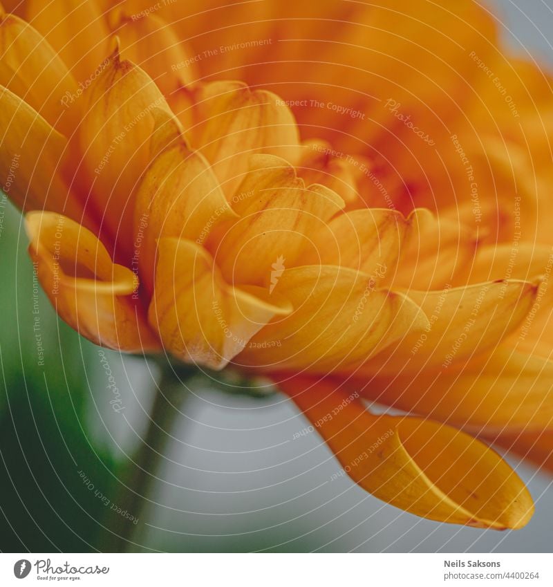 macro picture of orange chrysanthemum on a blurry background close-up cream decoration vibrant focus object petals single flower one flower isolated freshness