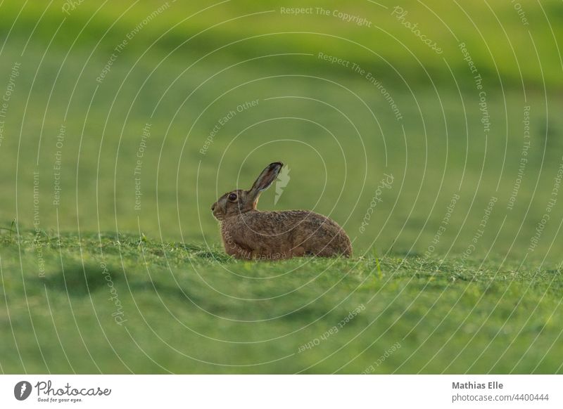 Hare relaxing on the freshly mown meadow Hare ears Love of animals Protection Dark green Subdued colour daylight Watchfulness Wild Grass blurriness Deserted