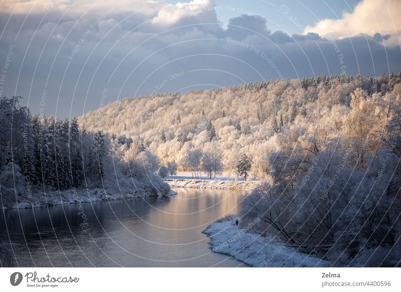 beautiful winter view on river Gauja in Sigulda,Latvia landscape riverside snow trees forest wonderland background scene water sunlight day frost frosty cold