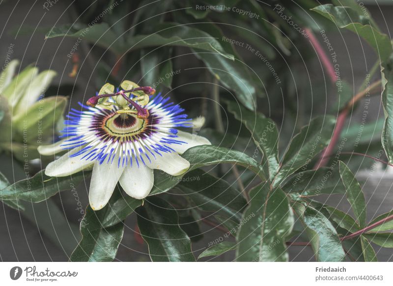 Passion flower on the garden fence Passionflower vine Blossom pretty Gorgeous enchanting summer flower garden flower Garden fence Garden plants