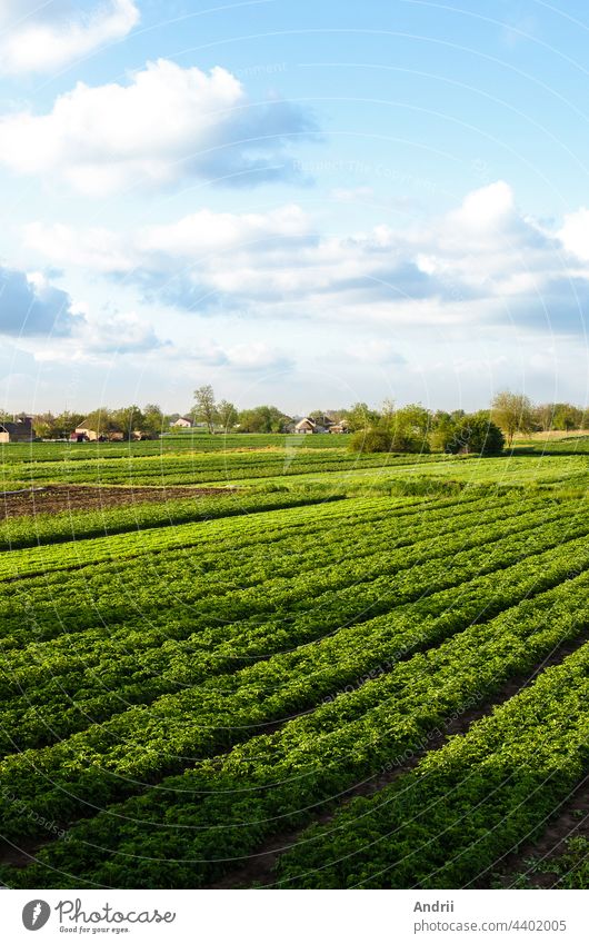 A beautiful view of countryside landscape of the potato fields of southern Ukraine. Agroindustry and agribusiness. Agriculture and agro industry. Organic farming. Harvesting the first potato planting.