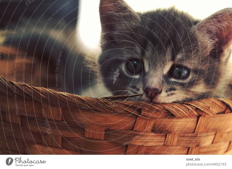 A striped gray brown kitten lies in a wicker basket and looks attentively at the camera. face cat indoor kitty tabby grey home looking at camera adorable animal
