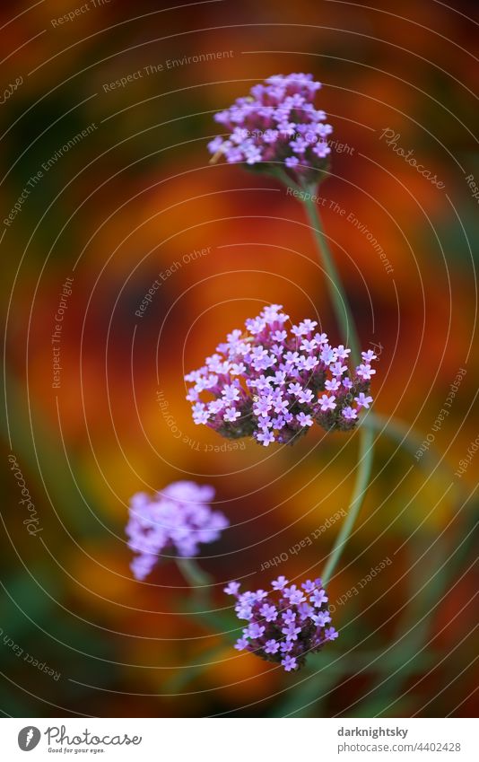 Flowering verbena, Patagonian verbena (Verbena bonariensis) GartenPark Dtail # Plant Blossom Summer Violet Exterior shot Garden Nature Deserted Colour photo