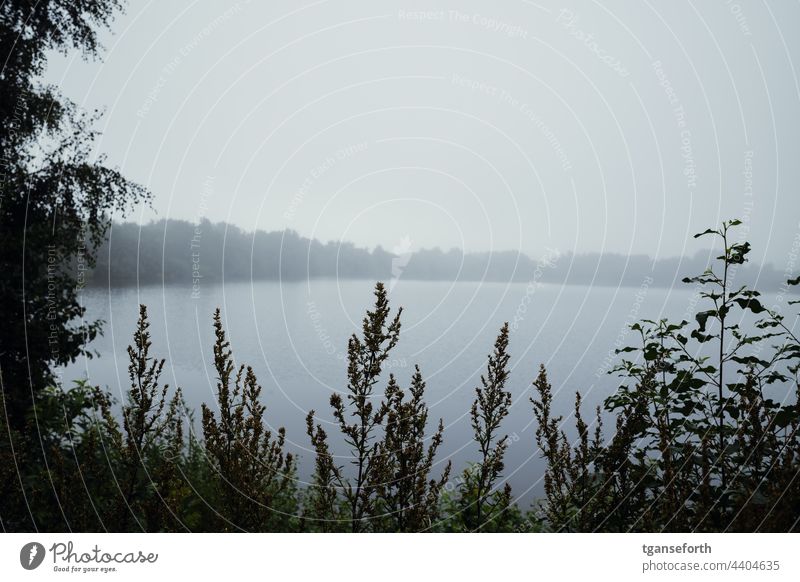 Lake in the fog Fog Morning morning mood Exterior shot Deserted Calm in the morning Environment Nature reserve bank Moody Water Landscape tranquillity