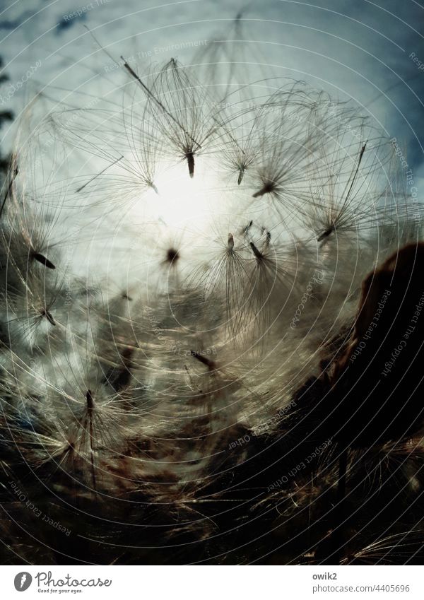 flighty flying seeds Environment Thin Small Flying Plant Nature Many Complex Freedom naturally Ease Hover Easy Transience Muddled Chaos Exterior shot Movement