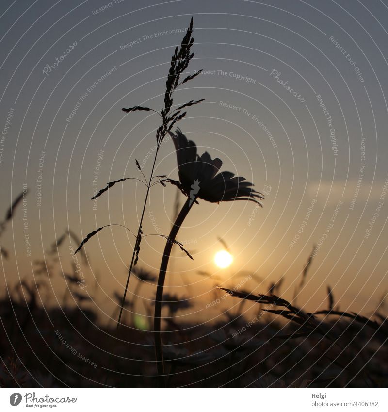 Silhouette of grasses and a daisy in front of the evening sun Flower Blossom margarite Evening sun evening mood Moody Grass Sky Sun Light Shadow Summer Nature