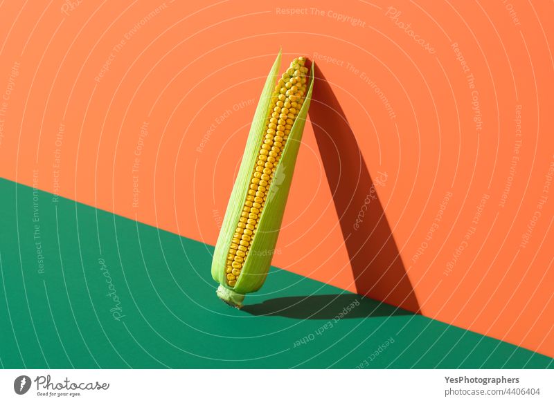 Corn minimalist isolated on colored backgrounds. One corncob in bright light agriculture autumn cereal concept copy space crop cut out ear farm farmers market