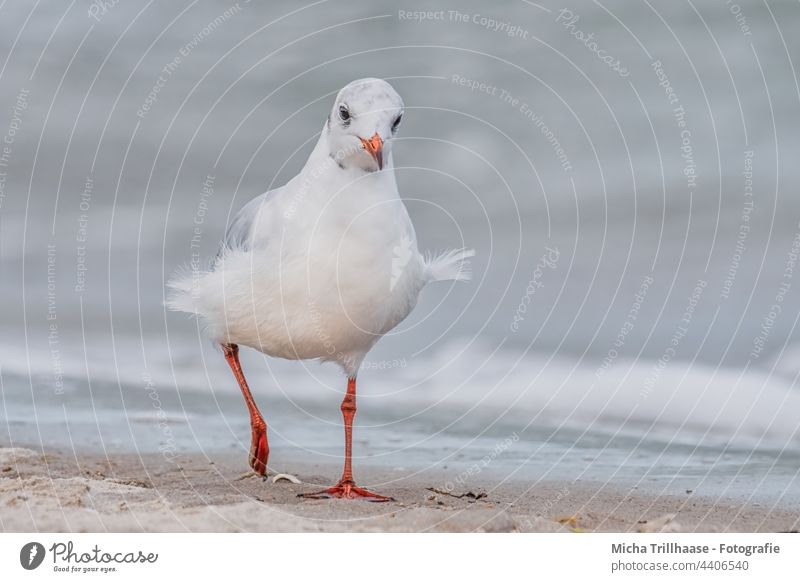 Seagull on windy Baltic Sea beach Black-headed gull Chroicocephalus ridibundus Animal face Head Eyes Feather Plumed Grand piano Beak Bird Disheveled Wild animal