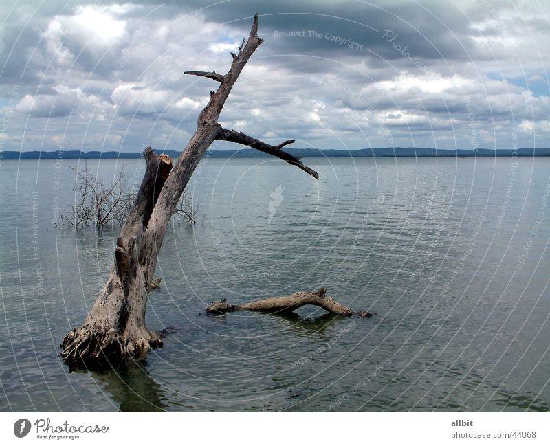 Ilha de Itaparica Clouds Still Life Tree Tree trunk Brazil Water Blue Graffiti Island Weather