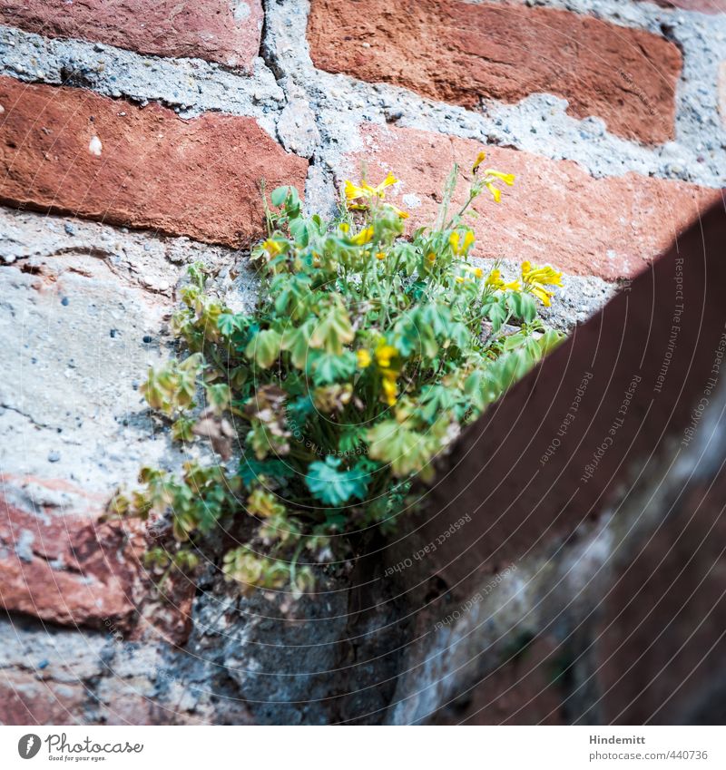 Wallflower I Environment Nature Plant Beautiful weather Leaf Blossom Wild plant Wall (barrier) Wall (building) Stone Sand Brick Blossoming Sit Stand Growth