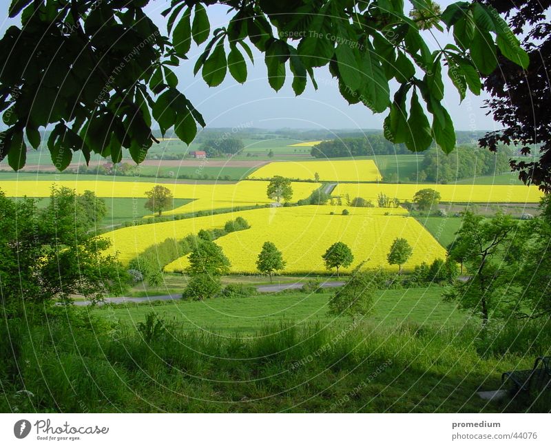 View of Rapeseed Cross Canola Summer June Place of pilgrimage Yellow Sowing Field Vantage point Back Stromberg Westphalia