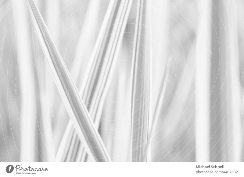 Plant leaves lines Structures and shapes Pattern Graphic Background picture Abstract Design Stripe Line Minimalistic