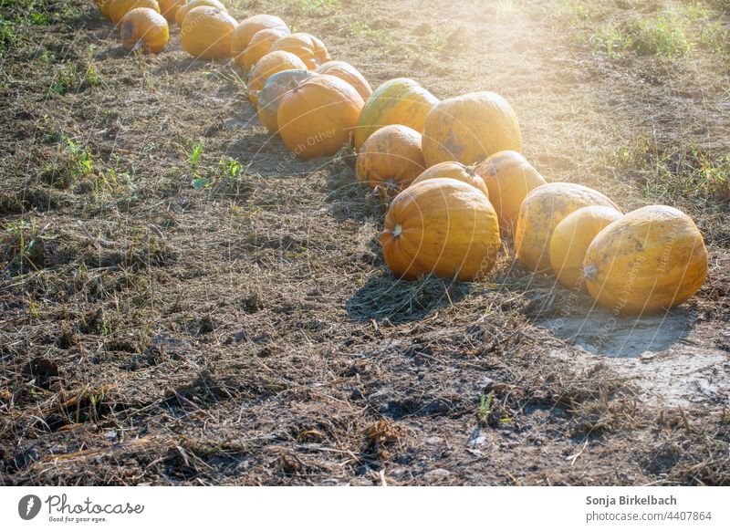 Autumn time, Halloween time - pumpkins lined up for harvest in a field Pumpkin Hallowe'en Autumnal thanksgiving Thanksgiving Samhain Vegetable Orange Food