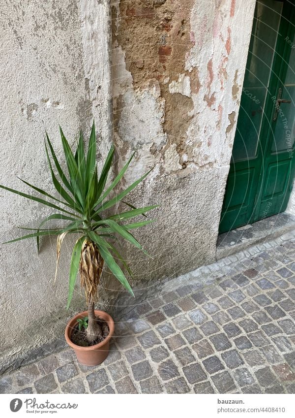 Palm tree. Plant potted plants Green Leaf Foliage plant Exterior shot Facade Front door House (Residential Structure) Wall (building) Deserted Old