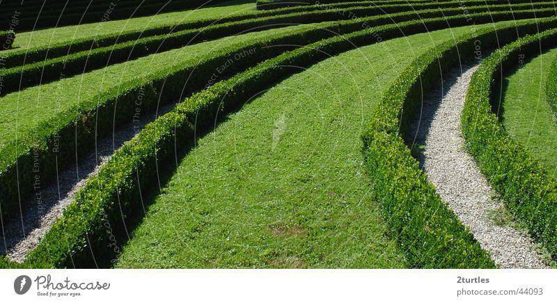 green wave Bushes Park Hedge Maze Garden