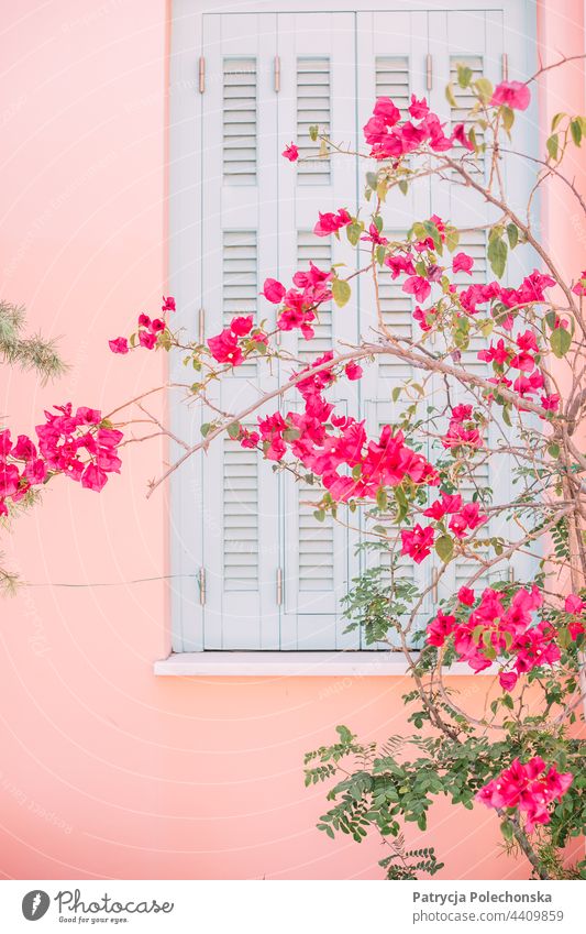 Pink flowers and a pink wall with light blue window shutters Wall (building) Window pastel vibrant Summer Floral Blossom Blooming