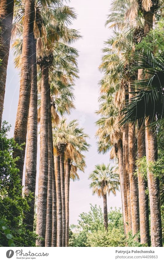 An alley of tall palm trees seen from below Palm tree Alley Summer Trees vacation Tropical