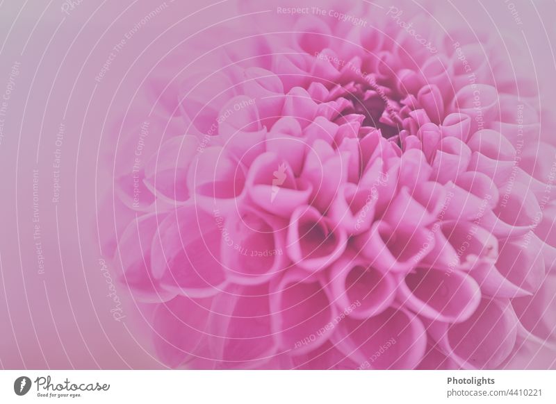 Close up of pink dahlia flower with soft pink background Esthetic Flower power Deserted Shallow depth of field Detail Macro (Extreme close-up) Colour photo