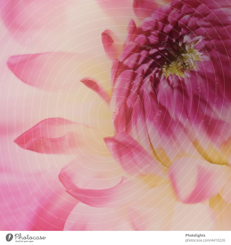 Close up of pink yellow dahlia flower with soft background Esthetic Flower power Deserted Shallow depth of field Detail Macro (Extreme close-up) Colour photo