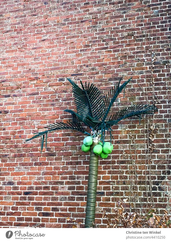 A plastic coconut palm with bright green coconuts is parked in front of an old brick wall Coconut tree Palm tree Artificial Decoration Kitsch Plastic quaint