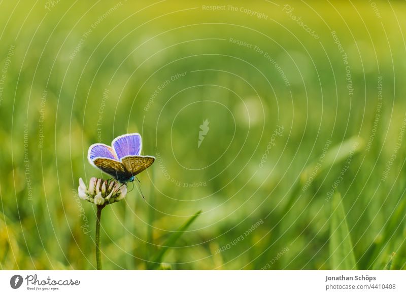 Butterfly on flower in front of green meadow Flower Blossom Insect Meadow Green Close-up macro details Nature butterflies Plant Animal Summer Environment pretty