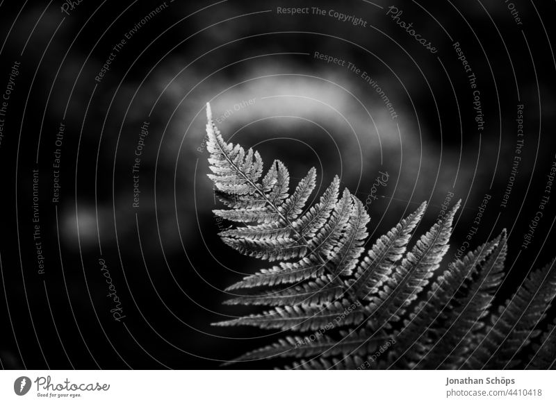 fern close up dark black and white Fern Close-up Dark Black & white photo black-and-white high contrast somber Artistic Noble Plant fine Nature Exterior shot