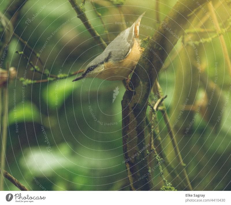 Young bird Nuthatch Bird Nature Exterior shot Animal portrait Close-up Colour photo Grand piano Day Feather Eurasian nuthatch Beak naturally