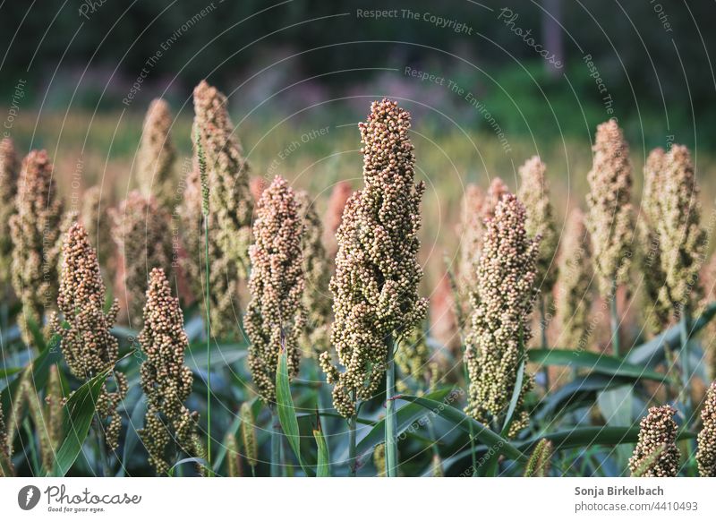 Sorhum millet in the field - versatile use Millet Sorghum Sorghum Millet Animal feed food products Grain Agriculture Field acre Crops bioethanol energy carriers