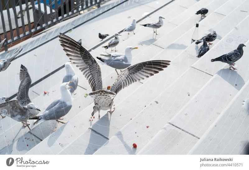 Seagull feeding in Hamburg Bird Ocean Flying Grand piano seagull Animal Freedom Feather Beak Lake Summer Nature coast Vacation & Travel Baltic Sea Fischland