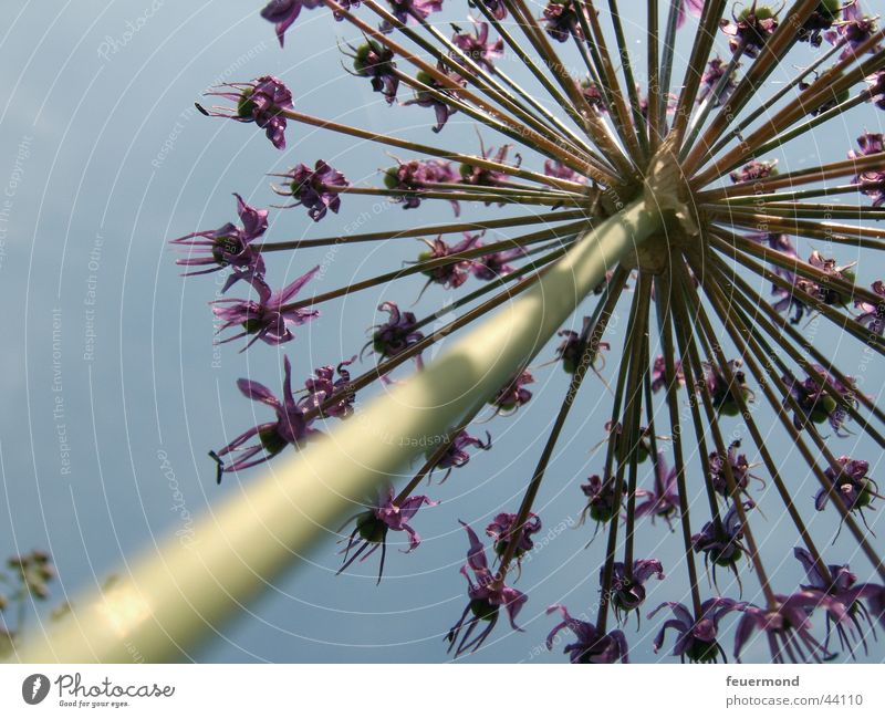 Giant Flower Blossom Violet Stalk Worm's-eye view Green Sky Blue bloom