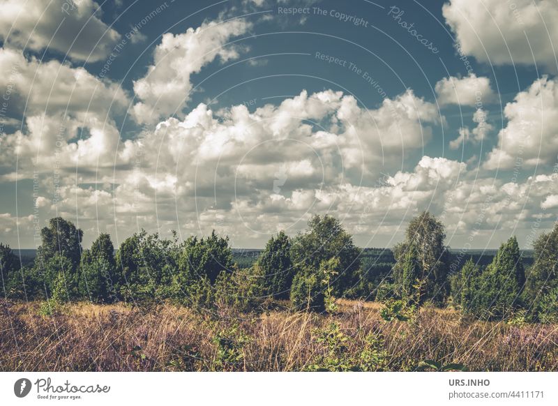 View from Wilseder Berg into the distance with many white clouds in the sky above the idyllic landscape of the Lüneburg Heath Landscape Nature Colour photo