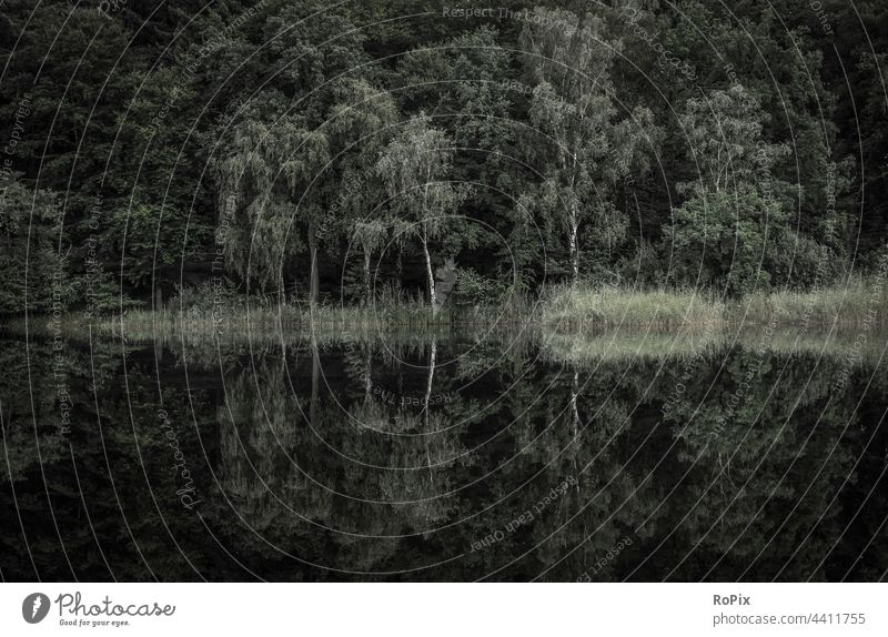 Reflection of a forest edge in a quiet lake. Autumn Lake Forest Edge of the forest autumn bush shrubby wood Nature Habitat nature conservation Environment