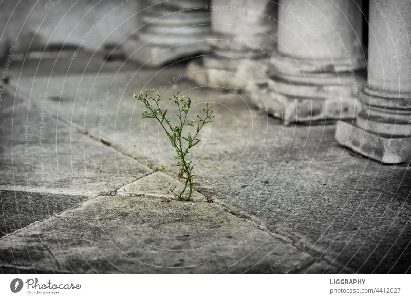 Extreme drought Flower Nature Concrete Colour photo Plant Stone Growth Gray Deserted Dry Wall (barrier) Wall (building) Old Structures and shapes Drought