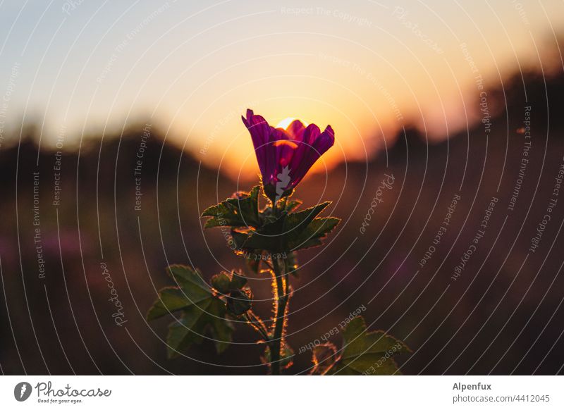 Farewell to summer Blossom Sunset sunset mood petals Nature Flower Beauty & Beauty Summer Illuminate Garden Plant flora Close-up fragility Spring background