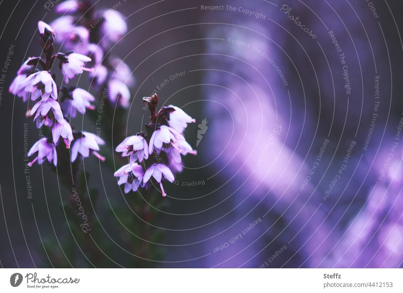 blooming heather | purple shimmer of light | enchants the shade © Heathland heather blossom enchanting enchanted Heath silence haiku atmospheric Poetic Flare